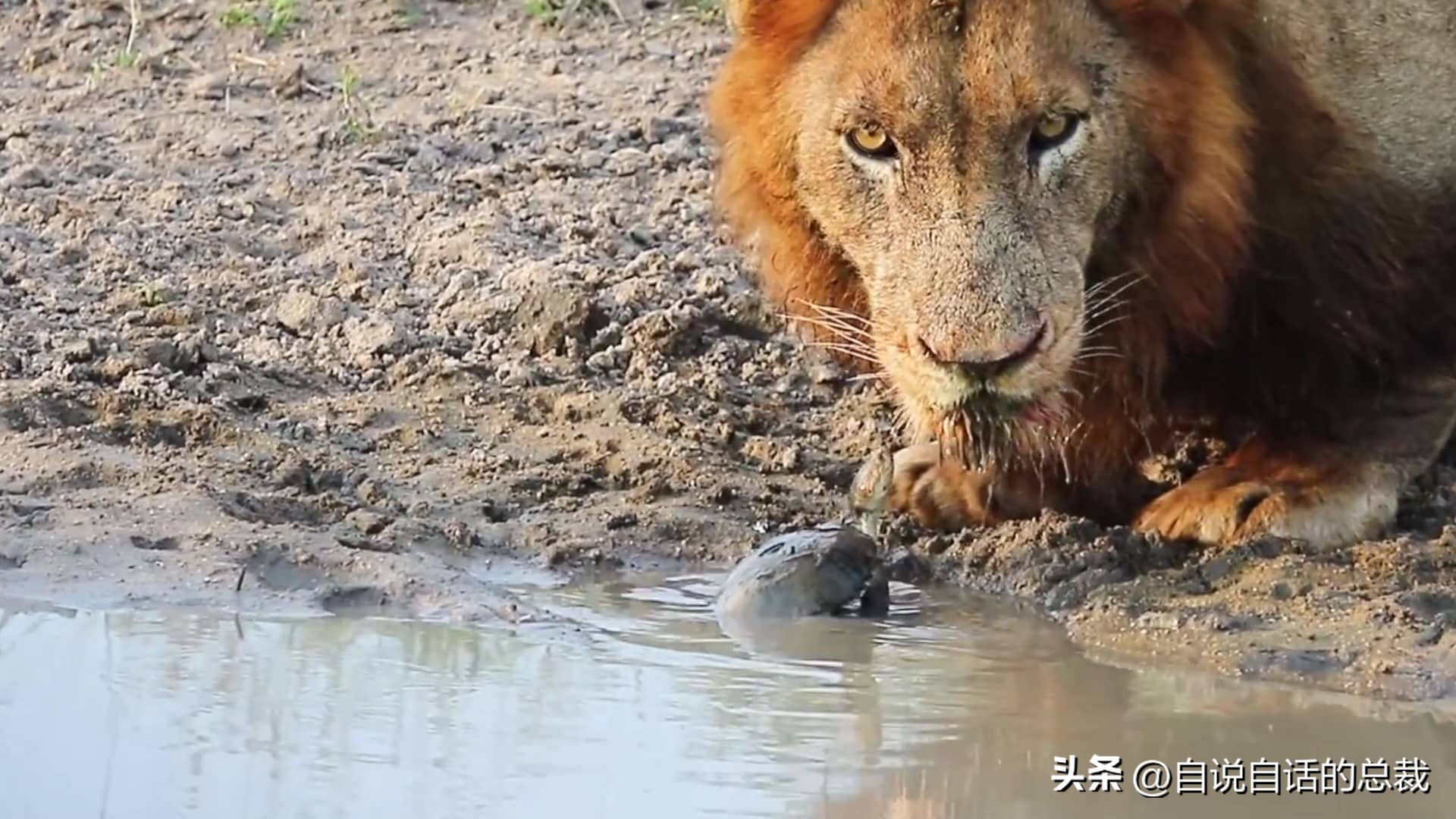 龟蛇大战巨龟视频,罕见别致的龟蛇大战