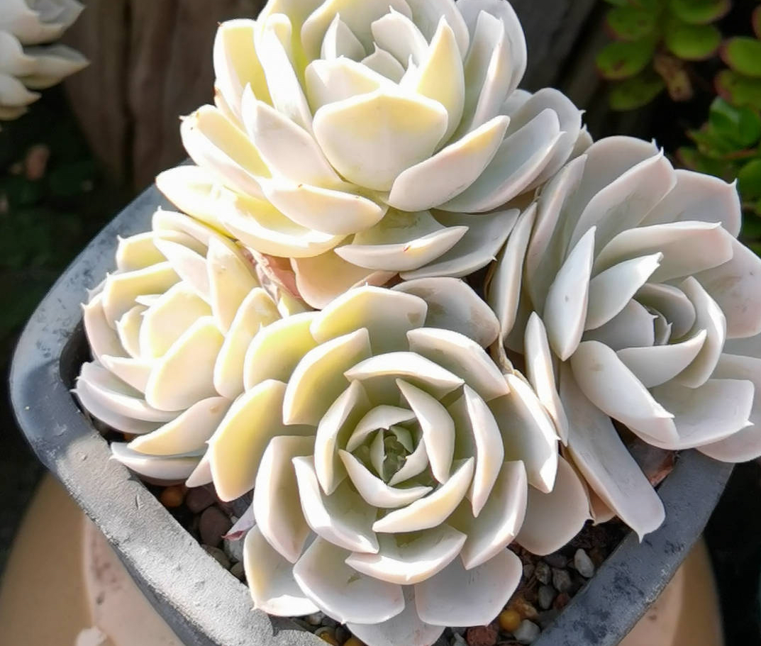 养多肉最简单的方法,多肉怎么养才能长得快又好还好看