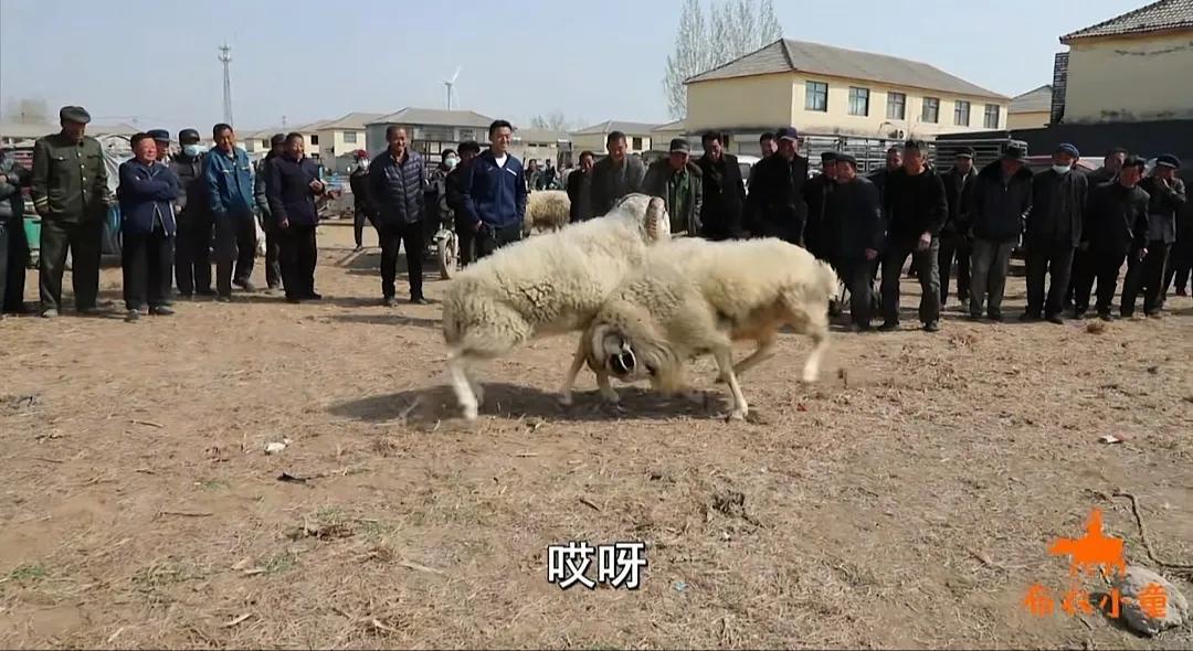 小牧套路大爷爷买羊,小牧卖羊视频