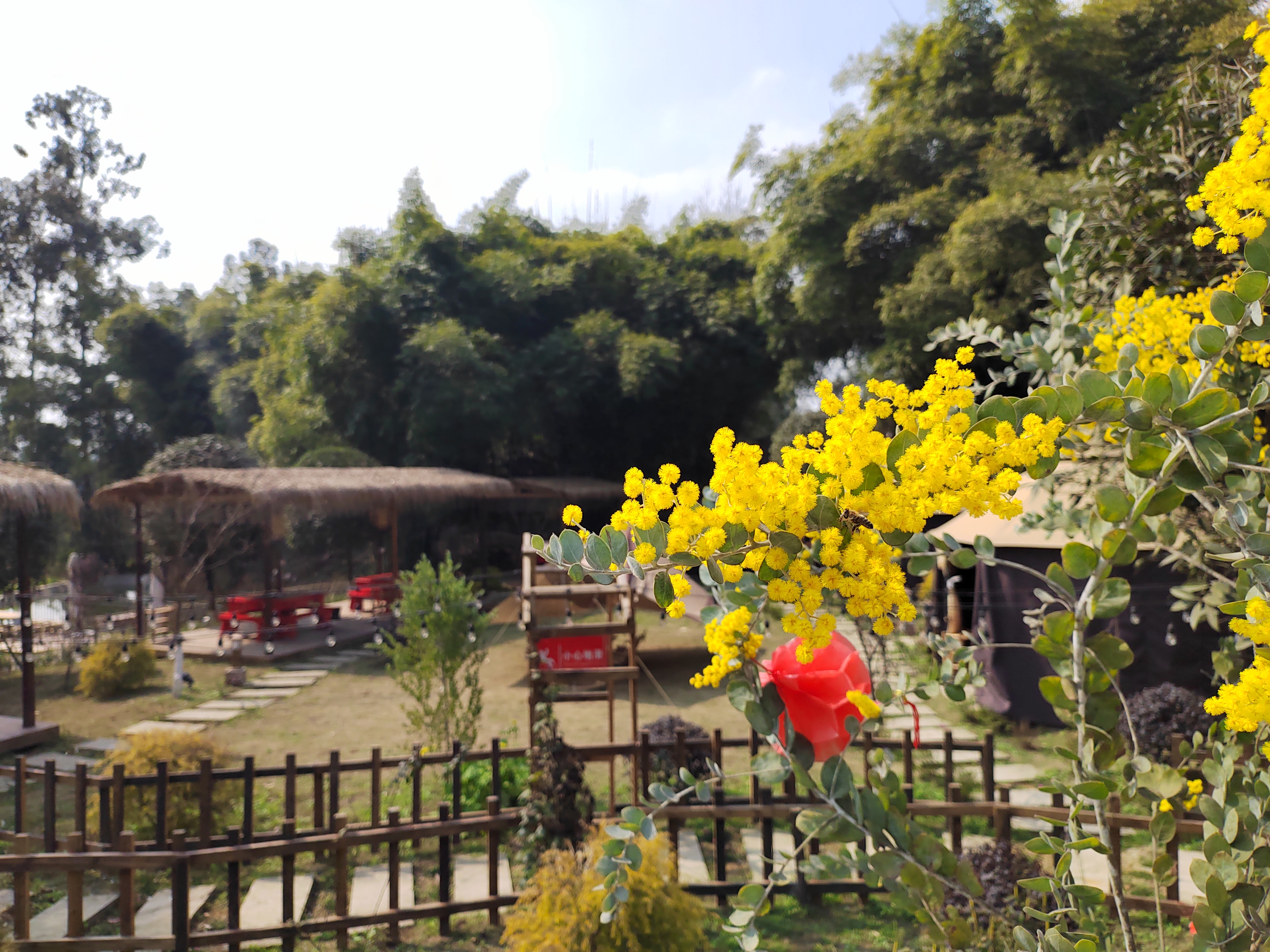 双流赏花免费地点三月份,成都双流区赏花景点在哪里