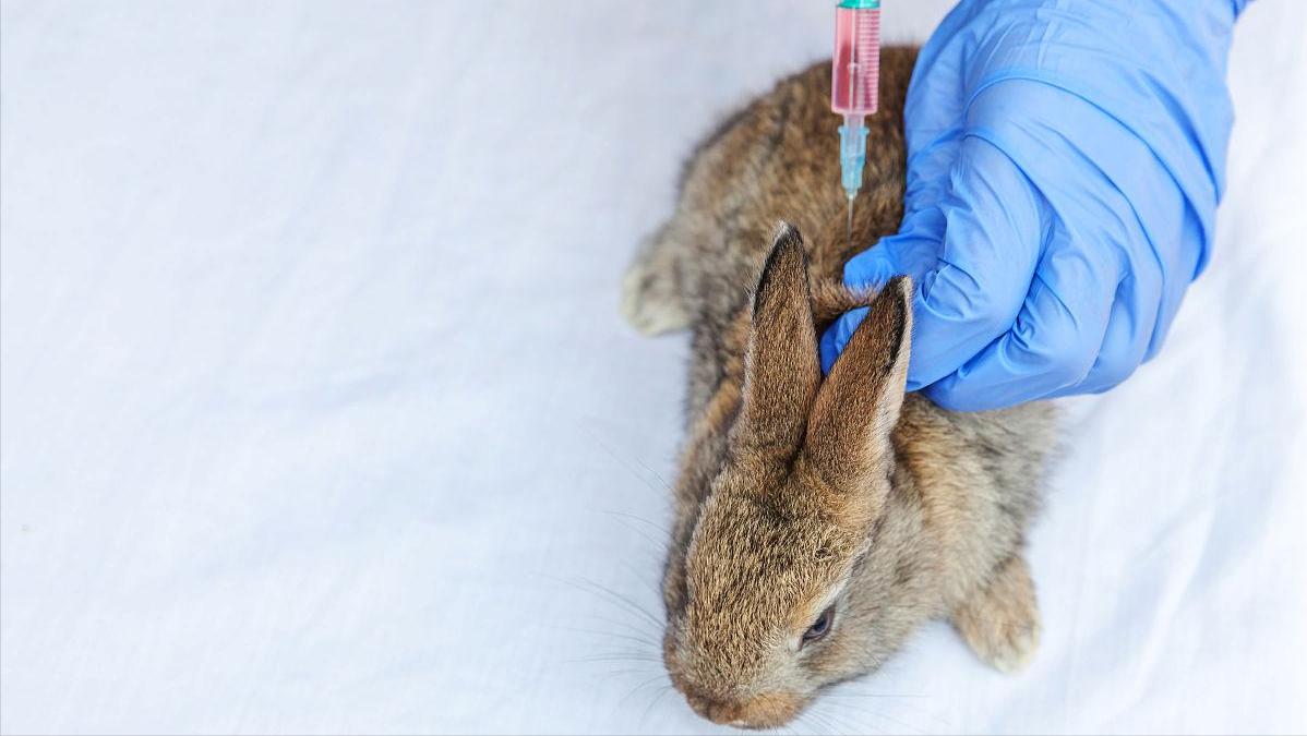 养兔技术与兔疾病防治的关系,养兔生病的症状