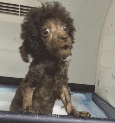 我的狗狗死了怎么度过这段时间,我的小狗生病了却丢了我该怎么办