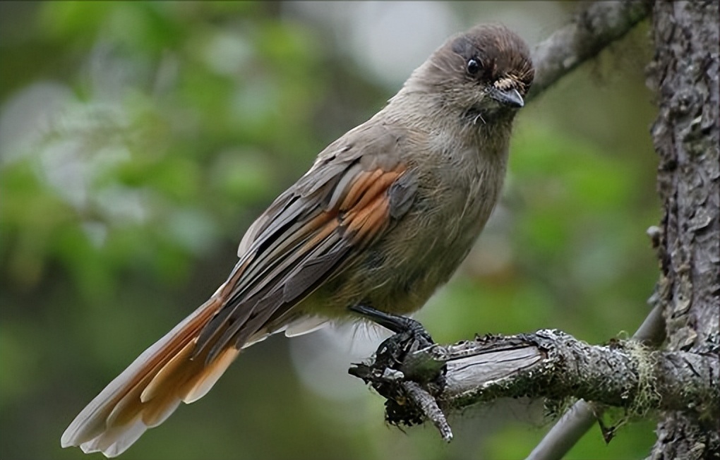 50张最佳鸟类摄影作品,鸟儿大全大图