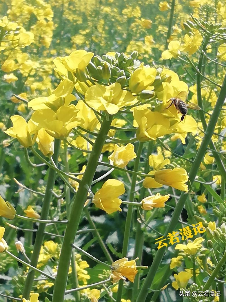 田园春色原创,春天田园春色