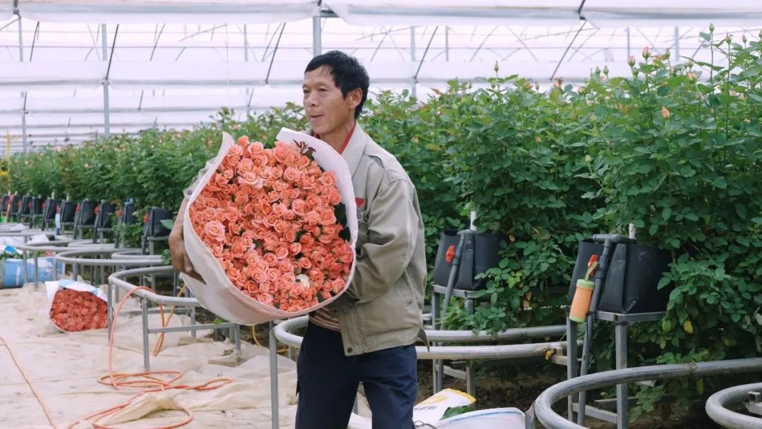 云花大结局云花和谁在一起了,斗南云花