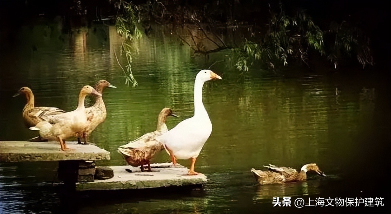 寻岛记,崇明岛的成长史