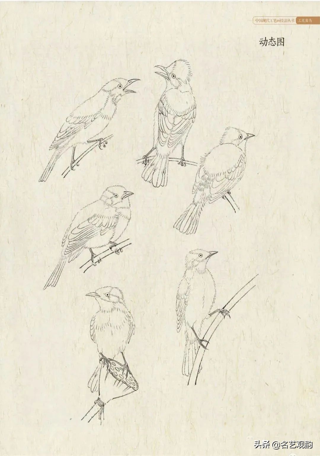 国画禽鸟写意教学视频,工笔禽鸟圆扇图片大全