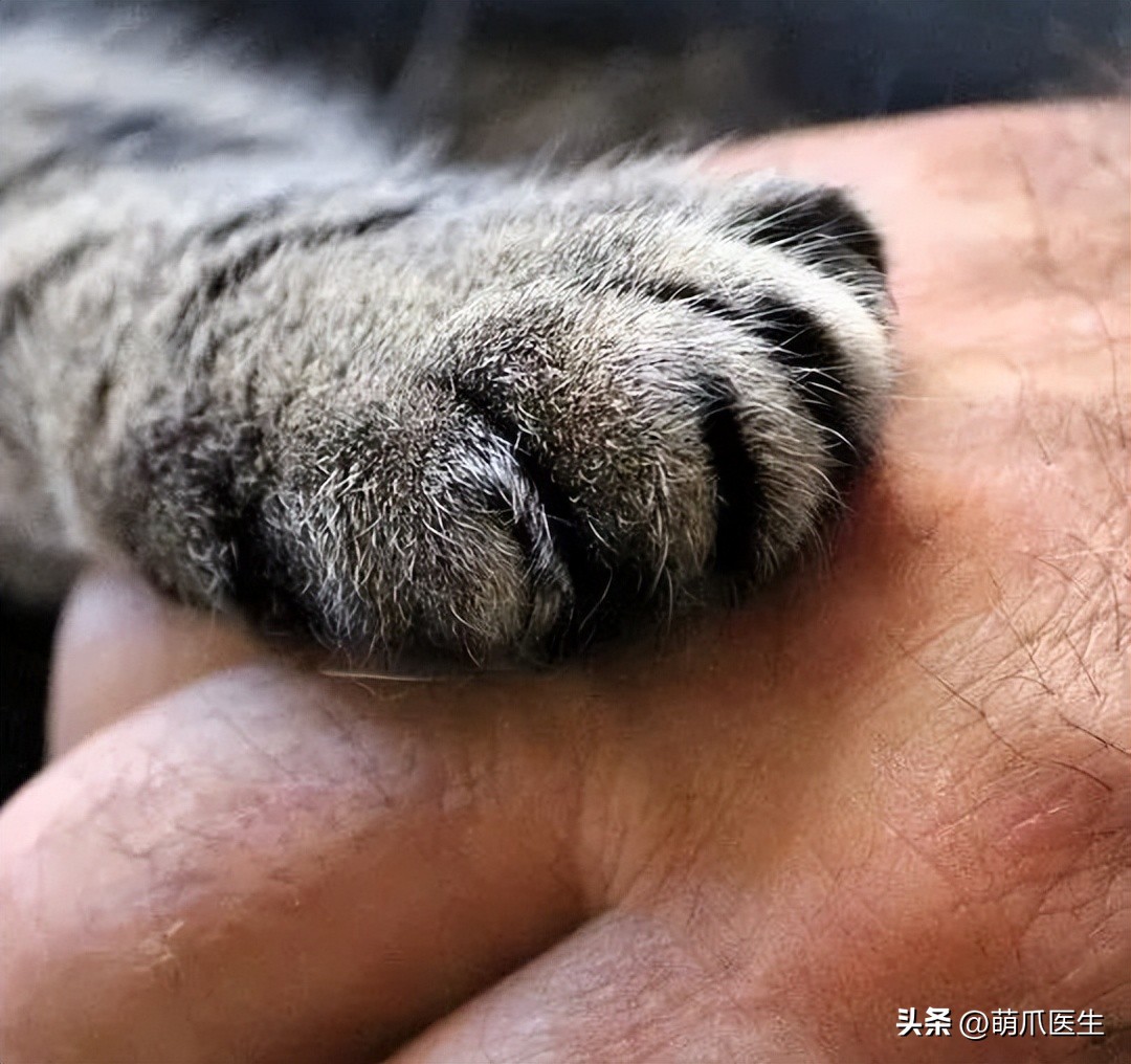 狸花猫也能治病?天才少女如何蜕变成百万级画家