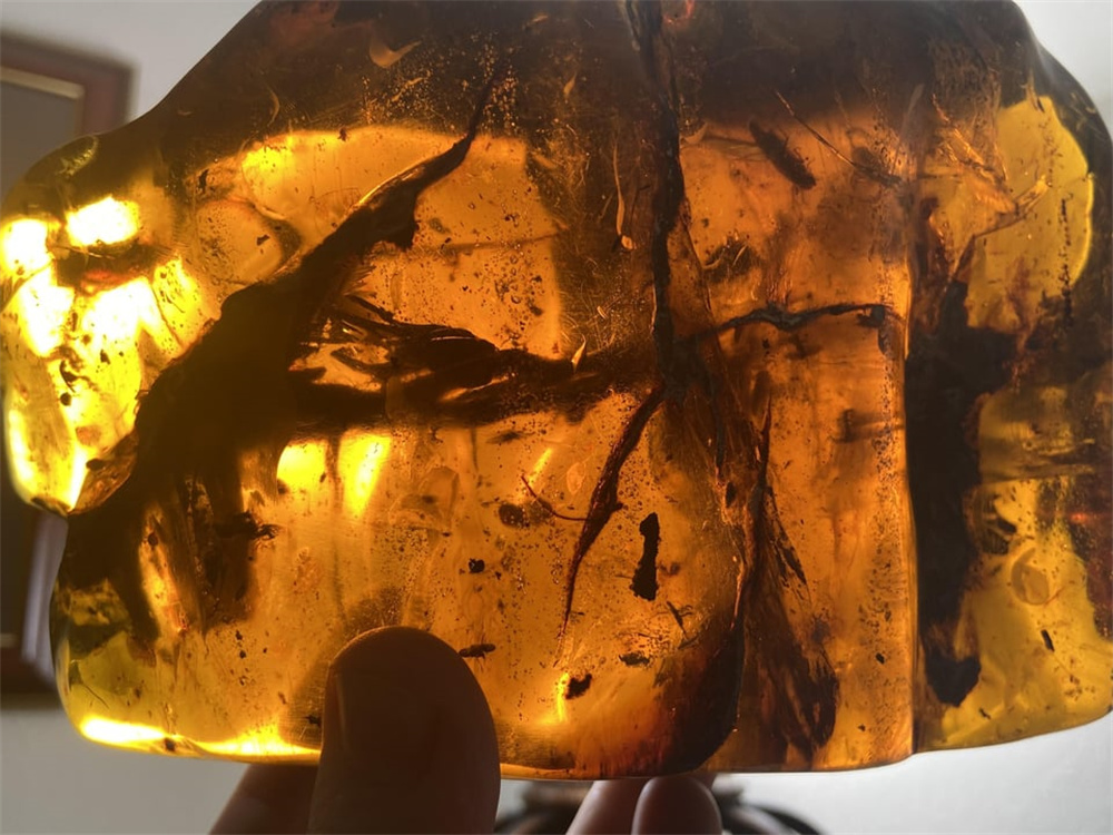 加蓬黑脸猩猩,加蓬长尾猴图片