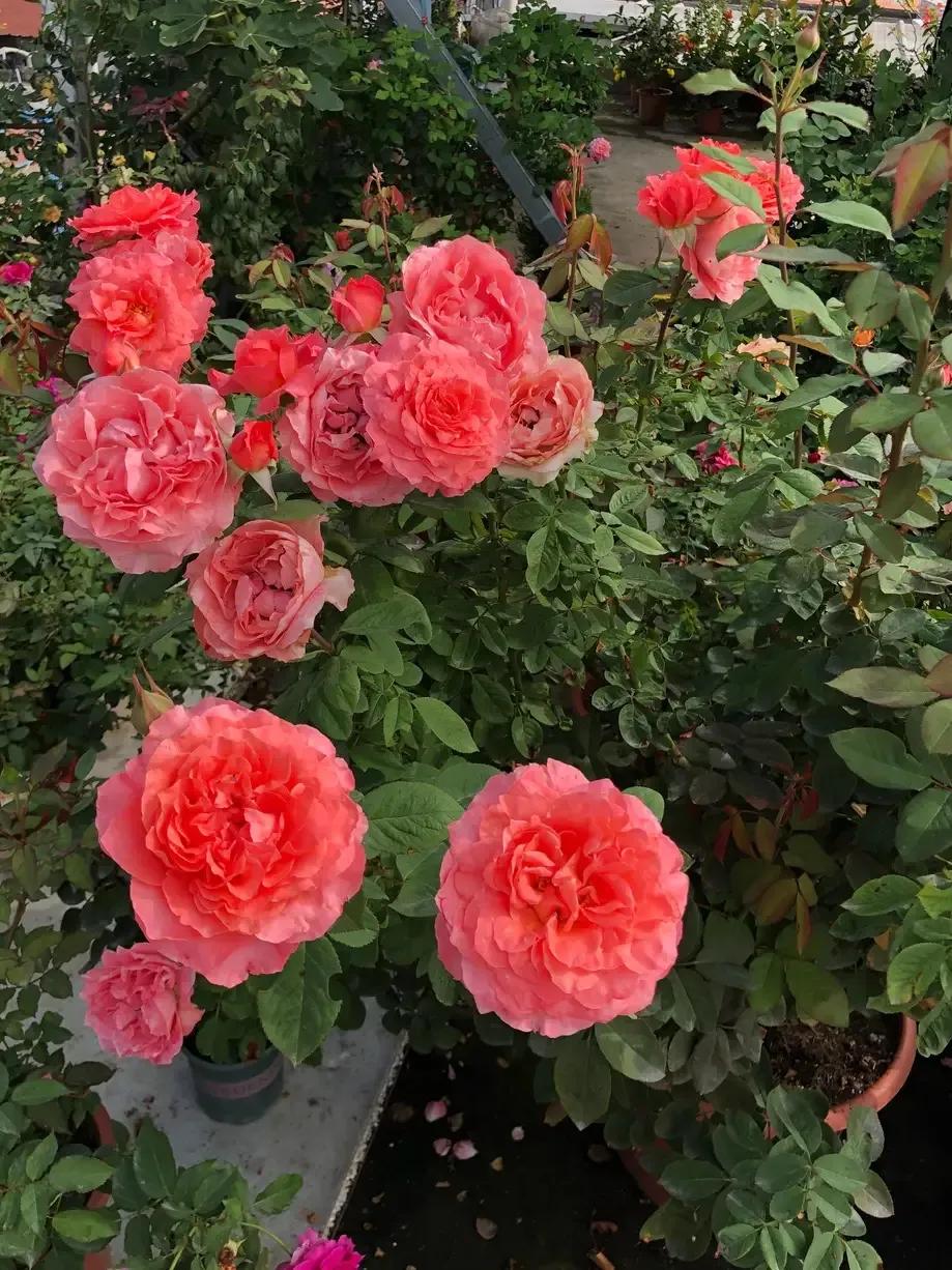 珊瑚果冻月季优缺点,珊瑚果冻月季图片