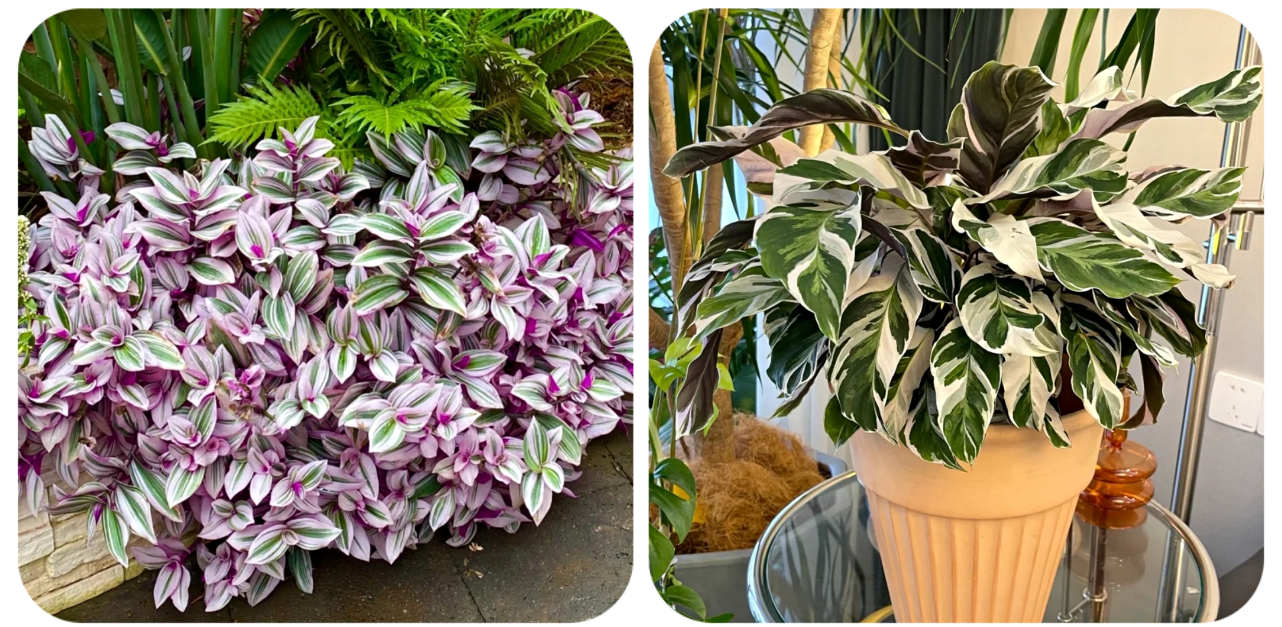 100种花能养在阳台上，50种开花的，40种绿植，10种蔬果