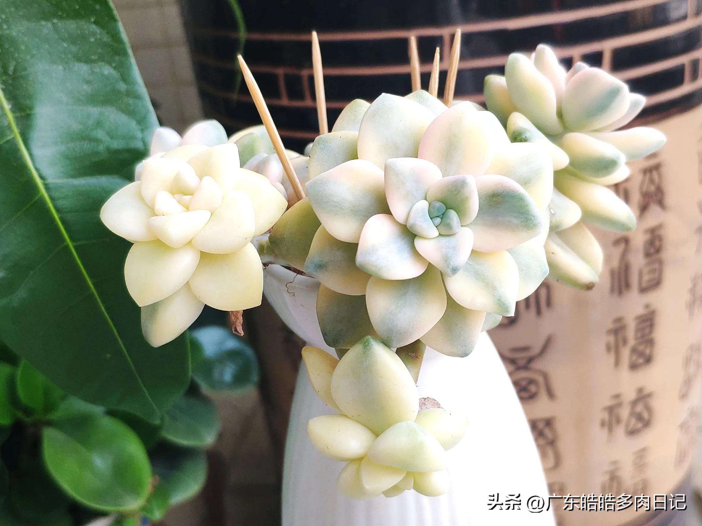 为养多肉，和楼顶小鸟的斗智斗勇，几*法大**宝轮番上阵