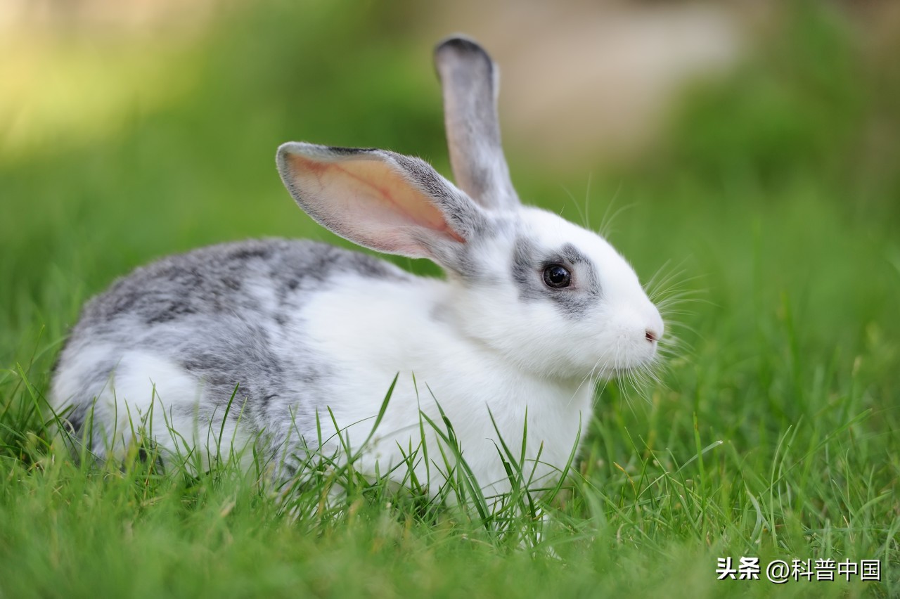 兔年问候,今年兔年的兔子