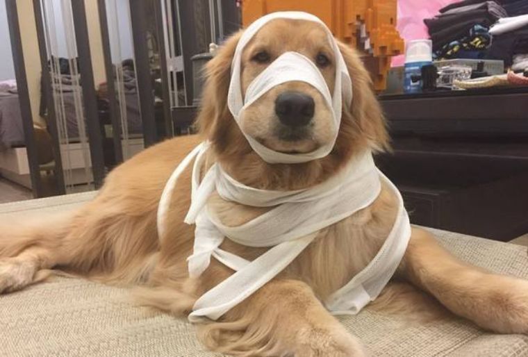 为什么打狗会有不好的事发生,为什么不能打狗民间故事