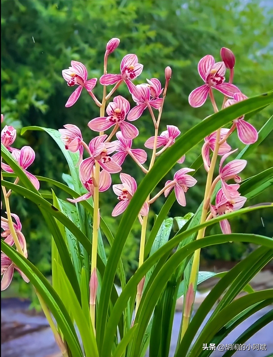 建兰东方红荷和君荷价格,建兰东方红荷特征