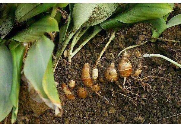 沙姜香料配方大全,沙姜的香料配方