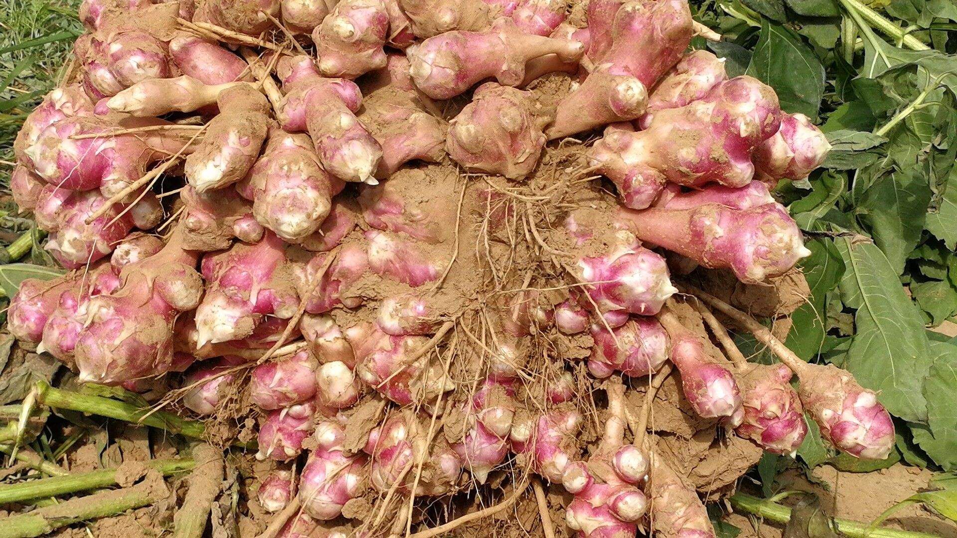 洋姜算是外来入侵物种吗,洋姜物种入侵