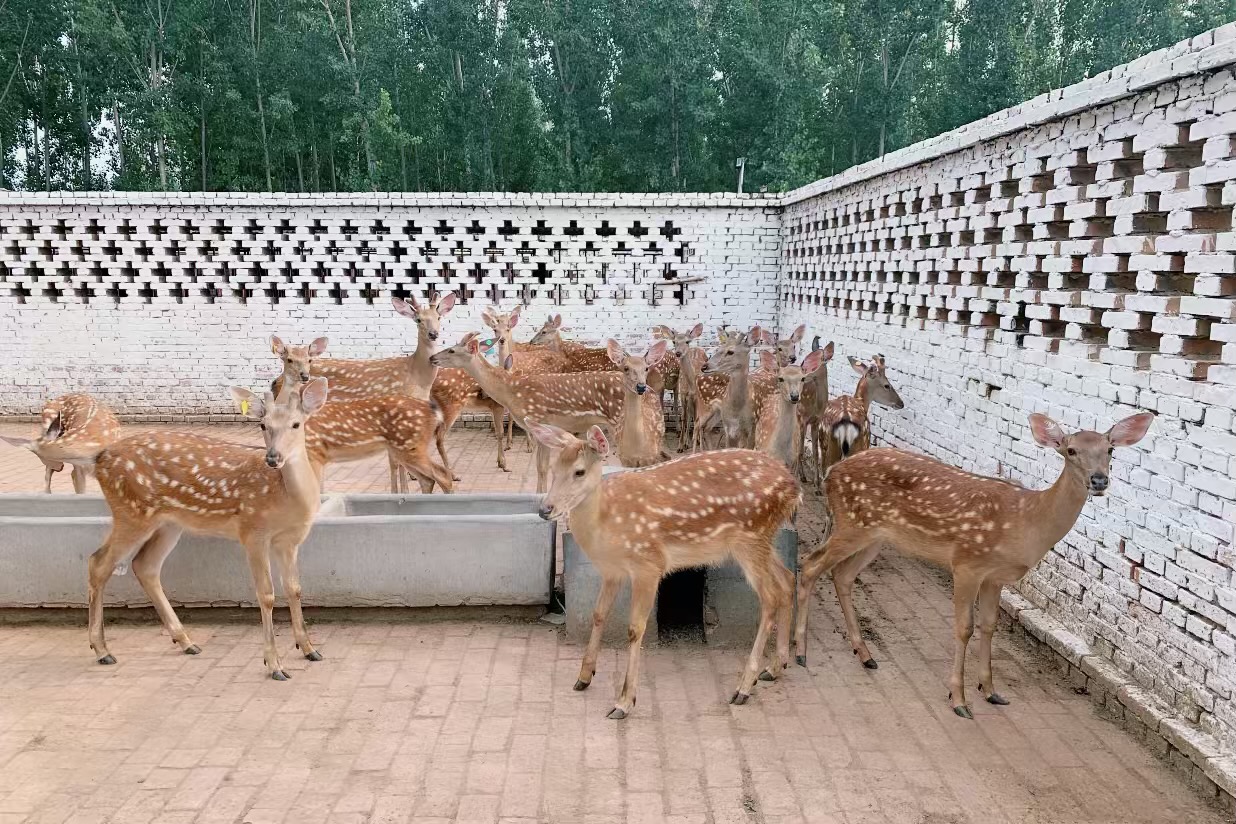 为什么鹿肉没有传统肉,鹿肉为什么那么好吃