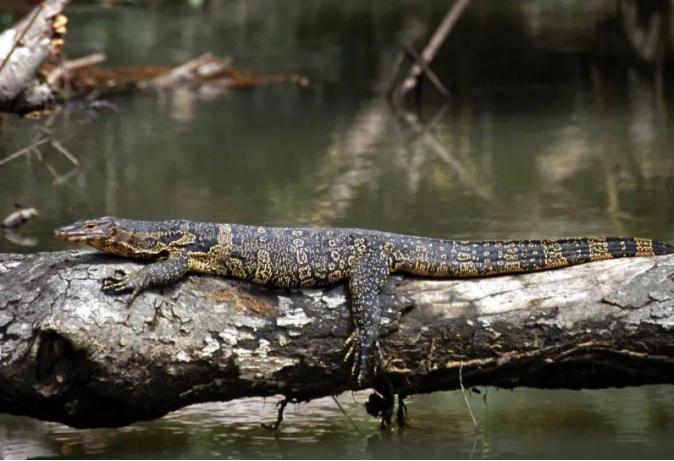 唾液含剧毒的五爪金龙现身云南,云南现两种极危物种五爪金龙