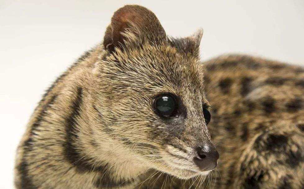 深圳出现“小灵猫”，全身灰黑色斑纹像老鼠，最爱钻进古墓去住？