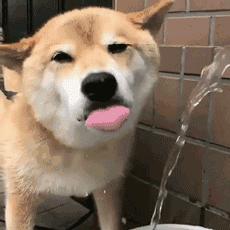 狗狗舔别的狗尿液是什么原因,狗狗舔你的原因你不一定知道