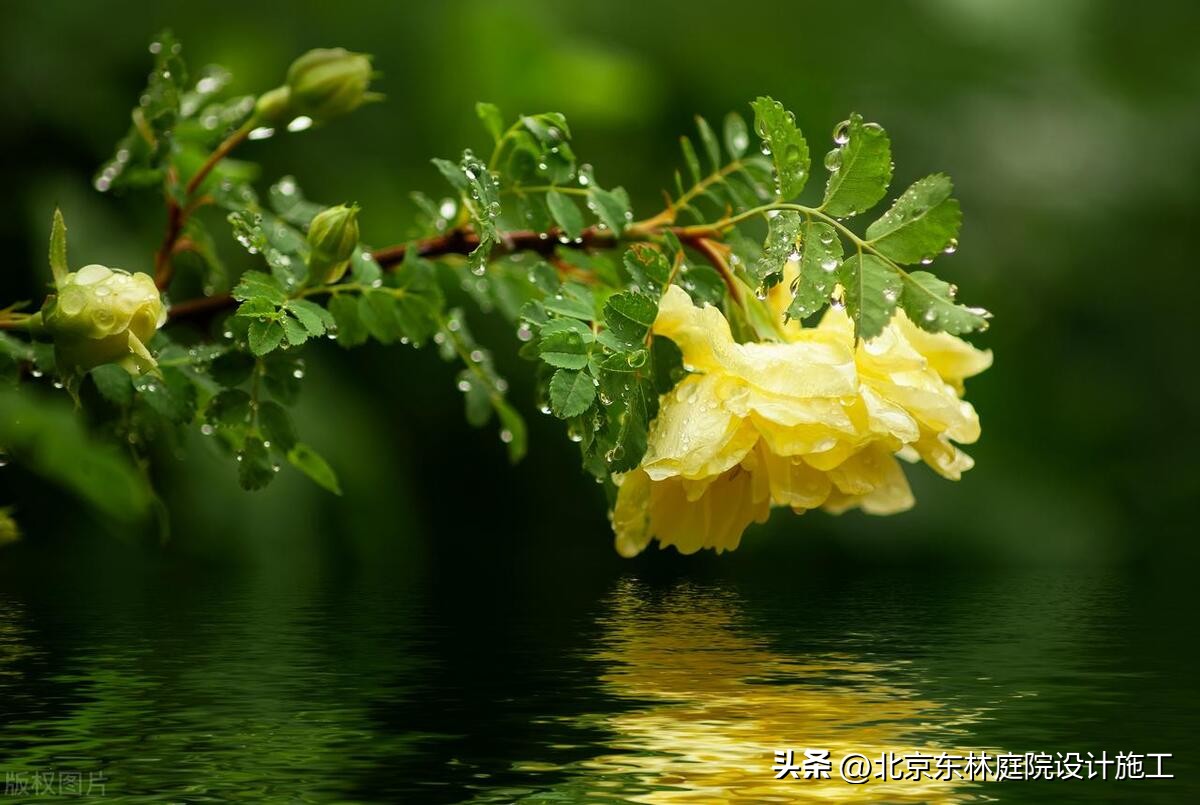 雨天怎么给植物光照,下雨天如何帮植物挡雨