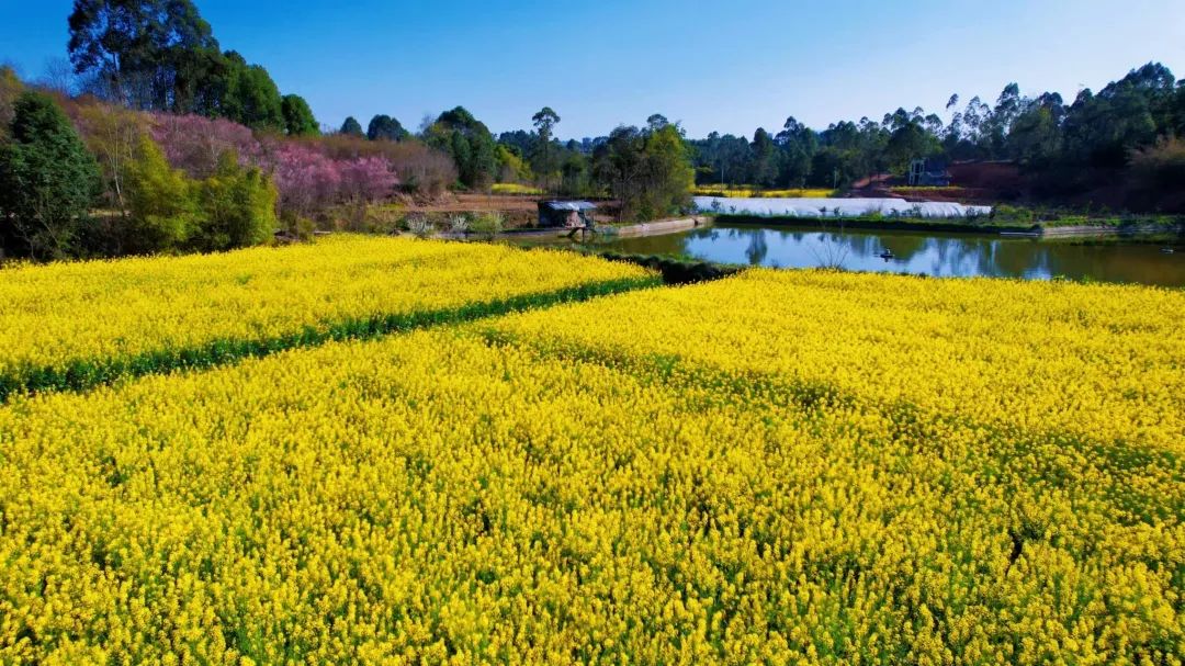 成都市区现实版桃花源记在哪里,成都公交可达的古镇