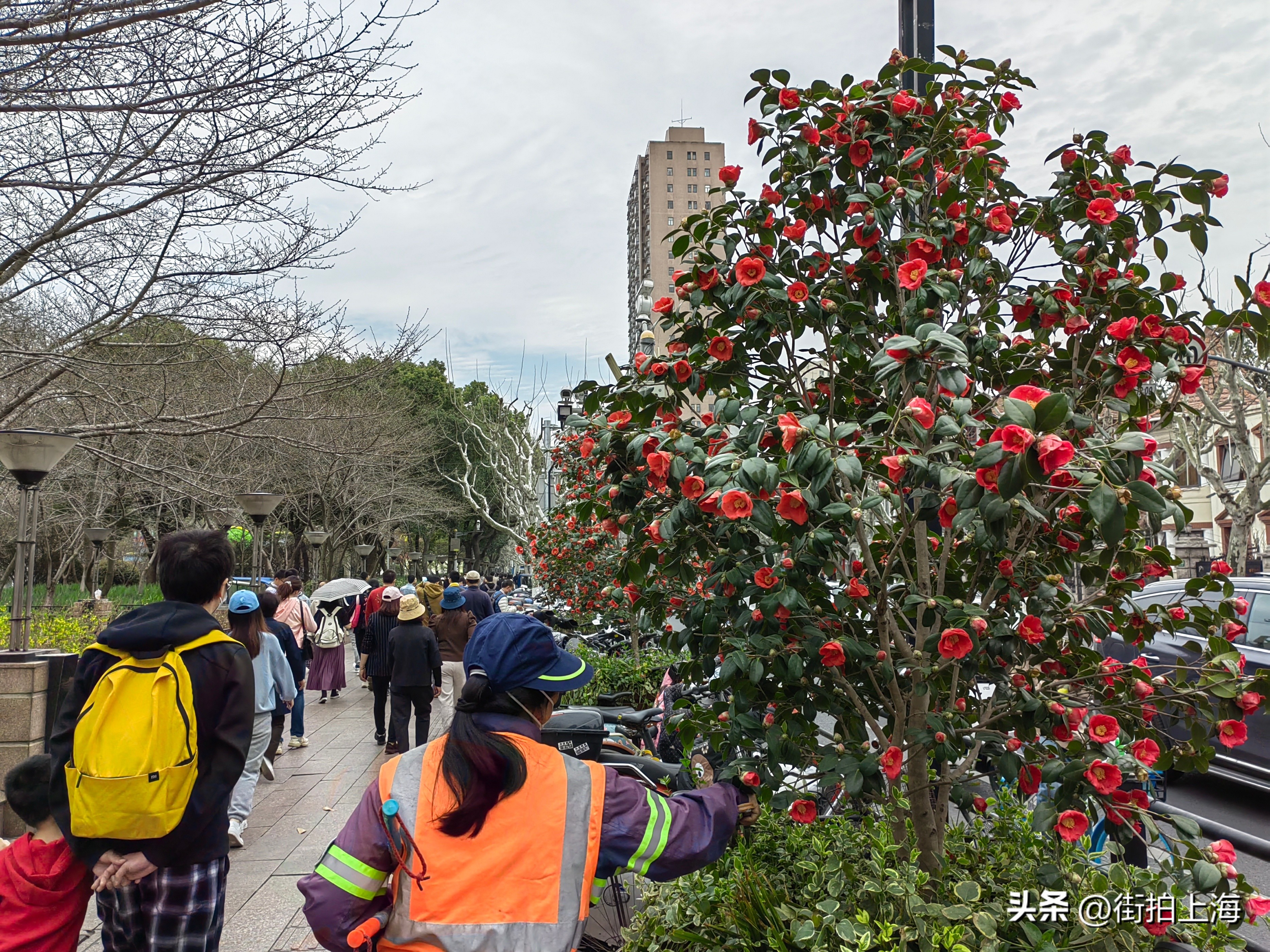 茶花绽放喜迎春,茶花争芳斗艳喜迎春