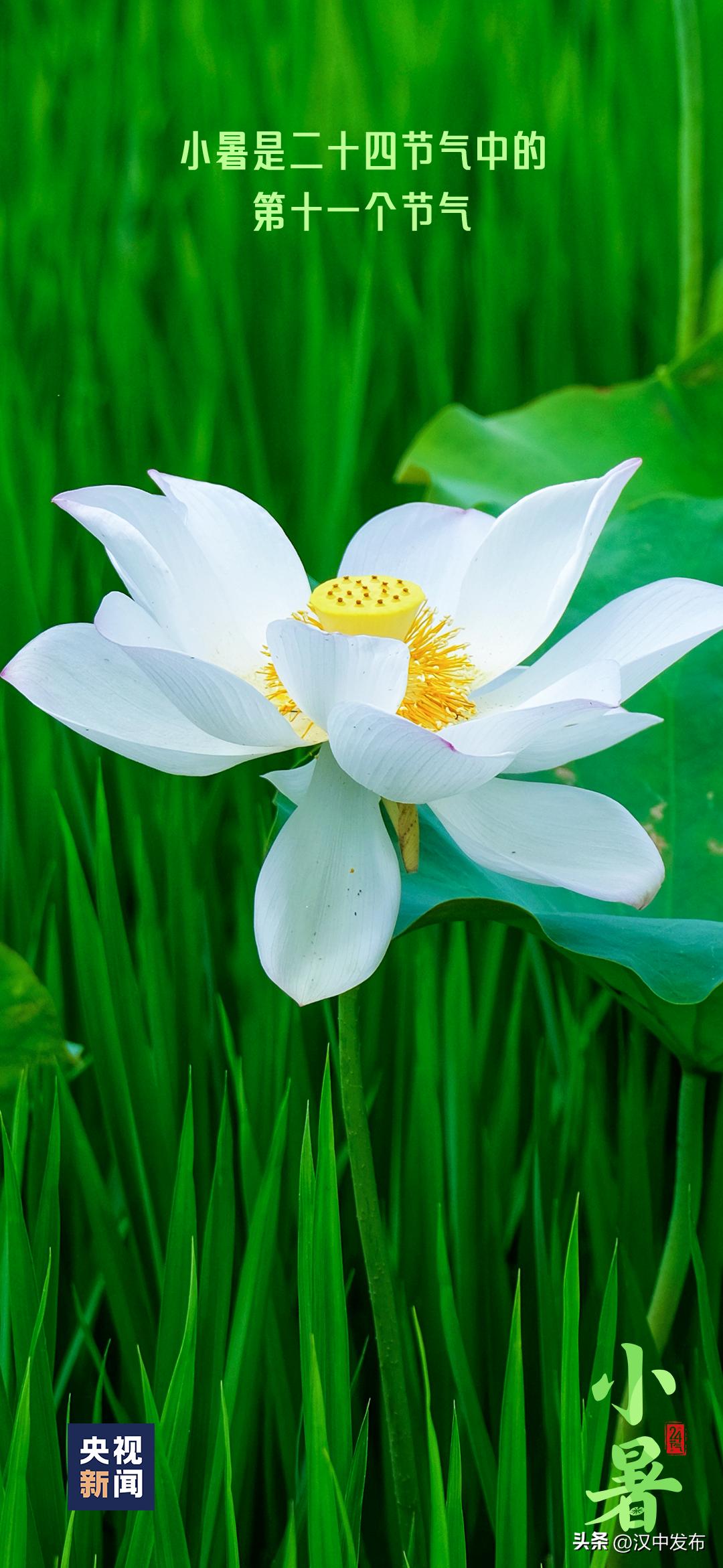 今日小暑风动莲生香心静自然凉,今日小暑诗句