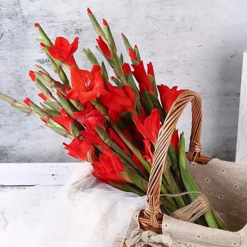 家里养什么花对睡眠最好,家里养什么花好对健康好一点