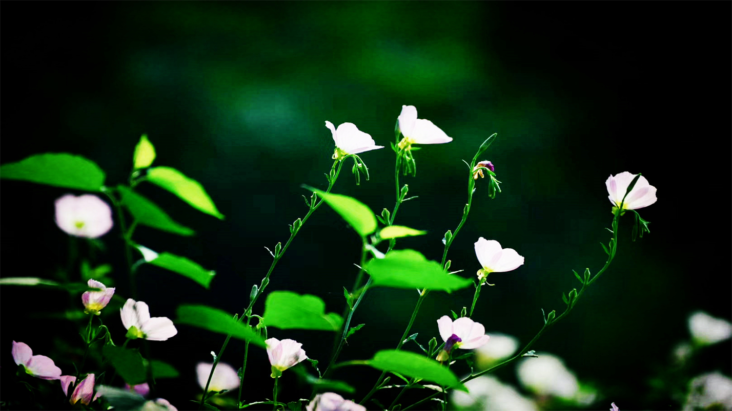 雨过天晴的惬意,雨过天晴很惬意的句子