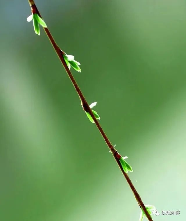 春风十里歌曲,春风十里不如你什么意思