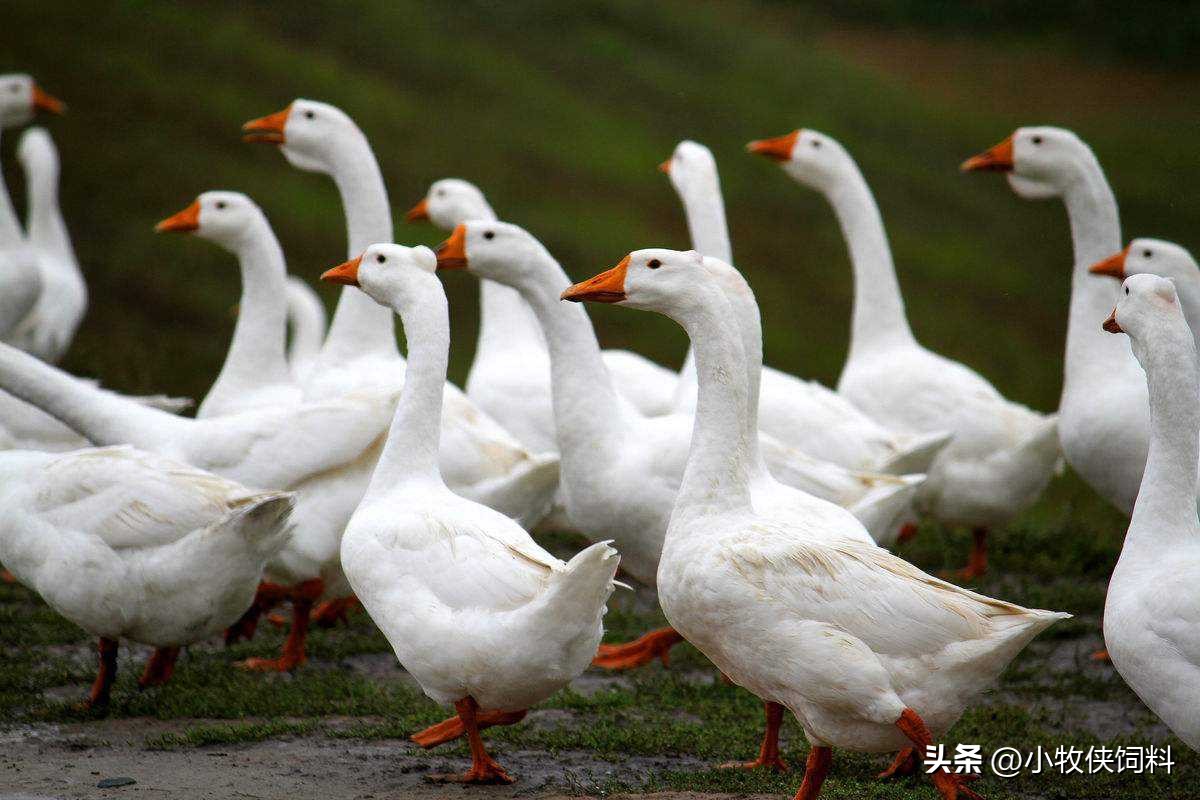 鹅不吃东西是什么原因？鹅不吃食怎么治疗？养鹅人赶快收藏学习！