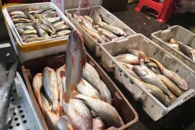 鱼类食材大全名称图片,鱼类菜谱大全100种