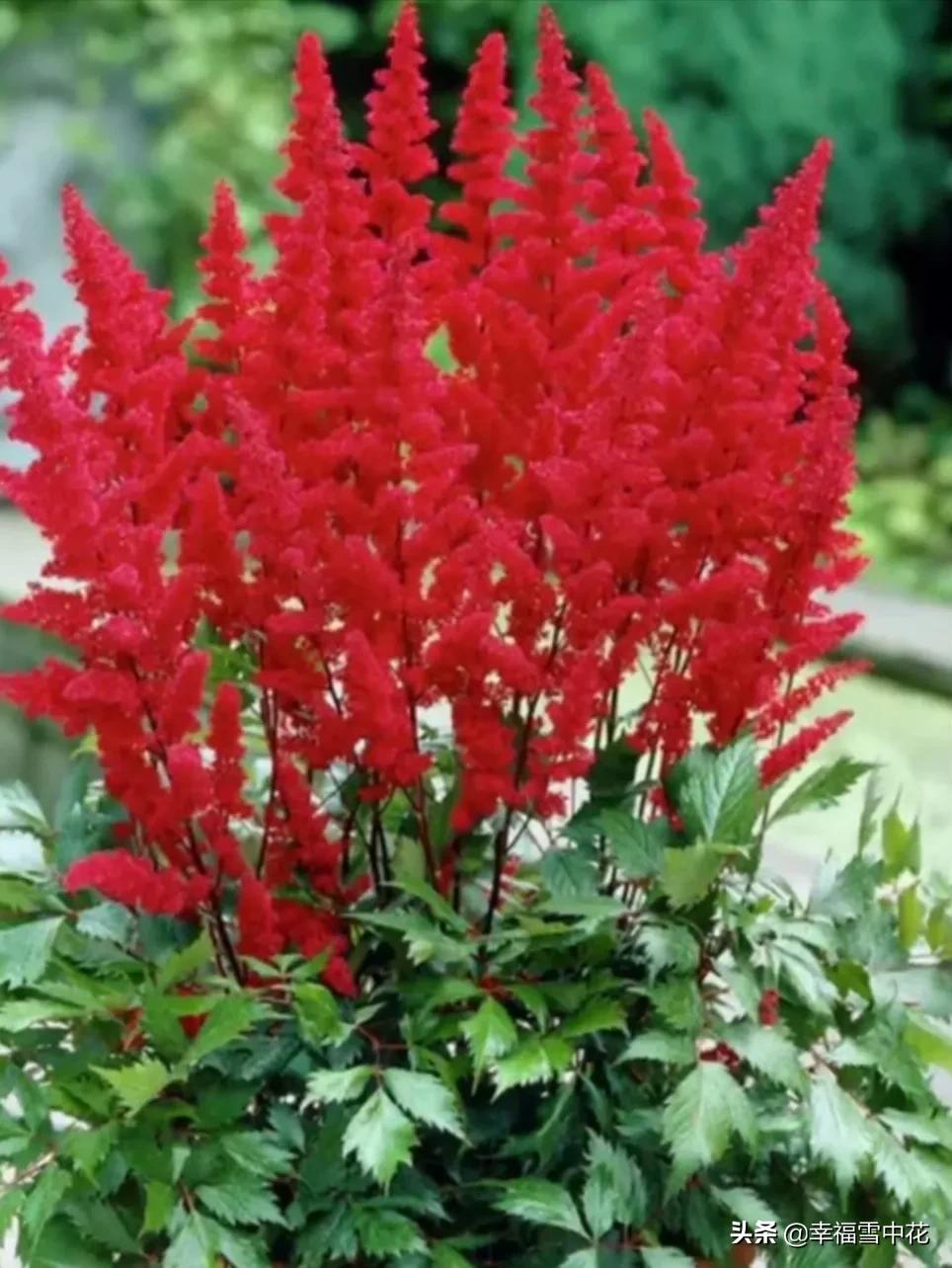 盆栽颜值高的植物,高颜值盆栽品种