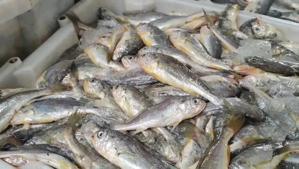 硬骨鱼纲鲈形目石首鱼科尽是好吃的海鱼啊!其中大小黄鱼最有名了