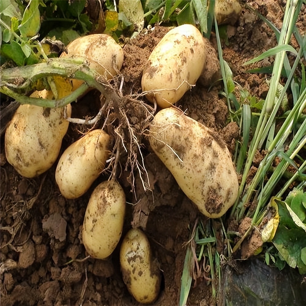茉莉酸分子机制,茉莉酸受体抑制剂及其作用机理