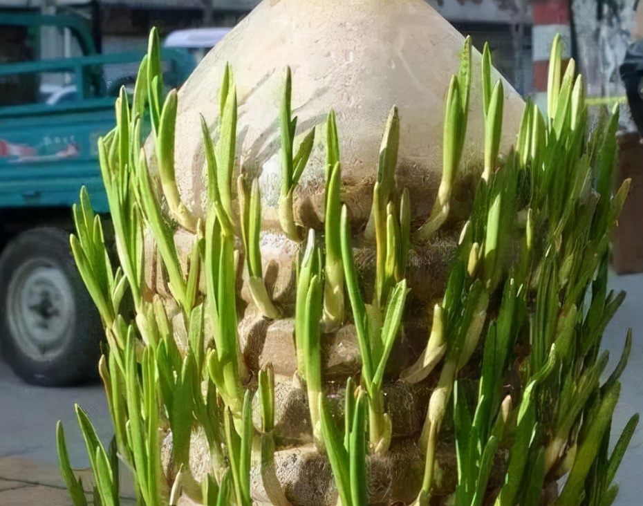 阳台种菜可以多茬采收,在阳台种菜最快采收的五种蔬菜