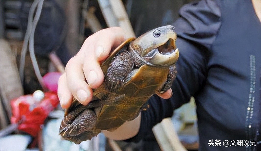 男子在臭水沟捡到一只乌龟,村民捡到乌龟马上报警