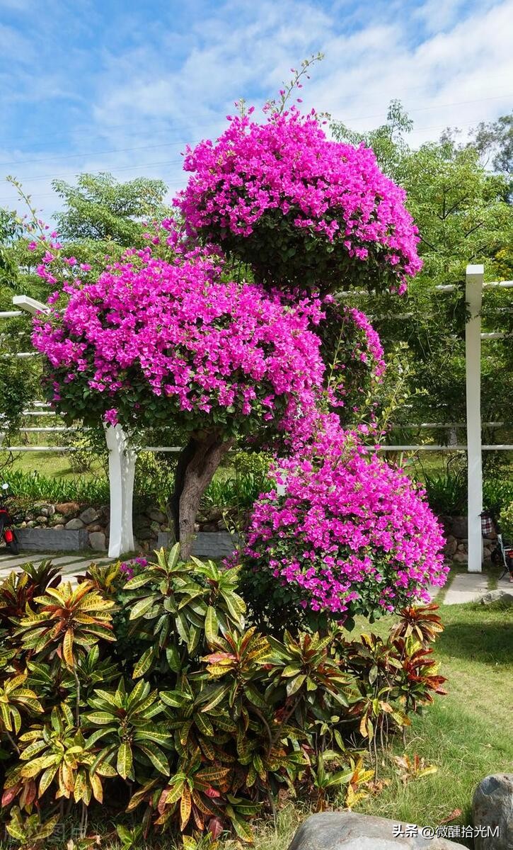 推荐10种最适合夏天养的花,君子兰开花时夏天几天浇一次水