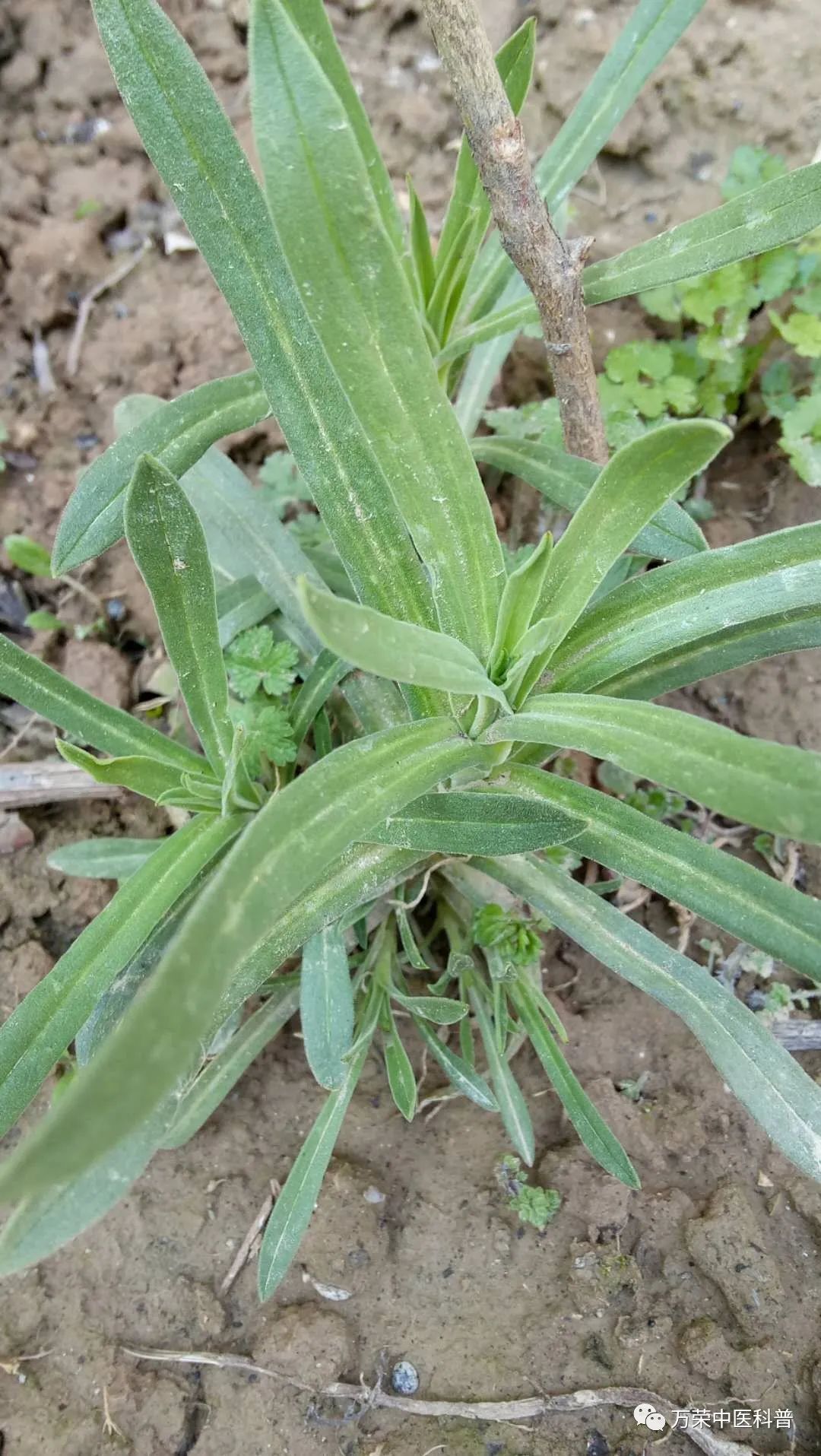 植物幼苗的发展过程详细,植物的幼苗在生长过程中