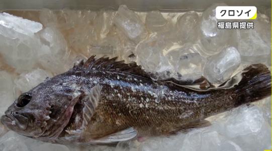 核辐射还敢吃韩国海苔吗,福岛民众监测海鱼核辐射