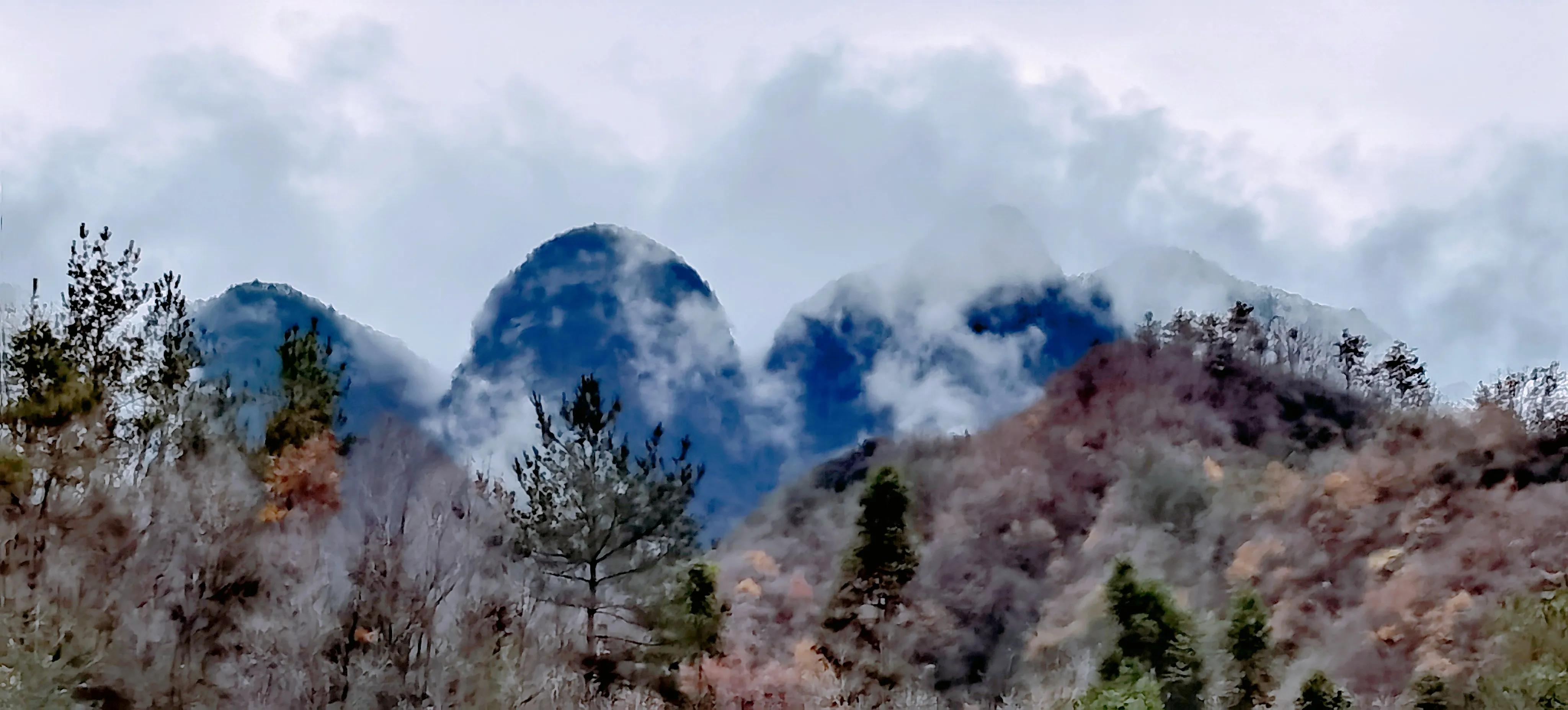 漫山遍野的野生猕猴桃,只有山里才有的特产野生猕猴桃