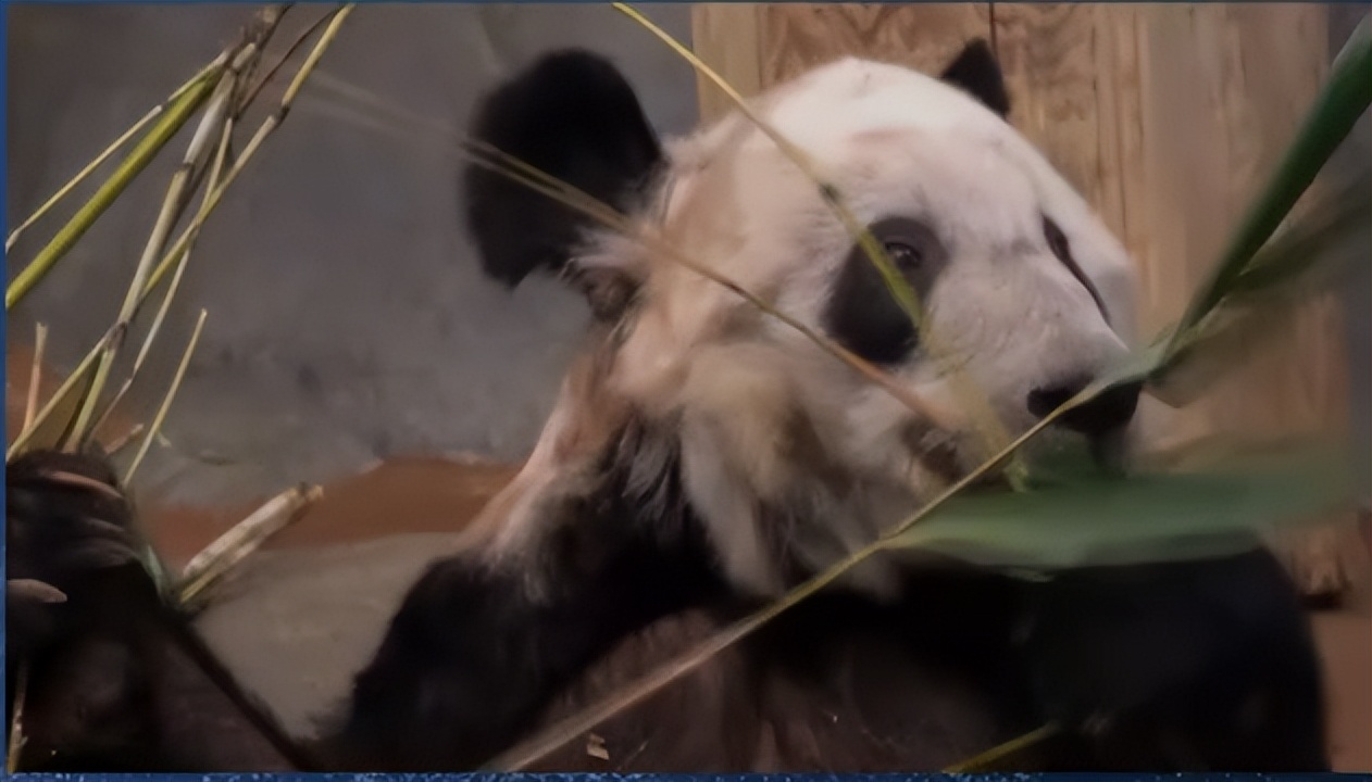 多位明星为国宝丫丫发声！黄晓明惹争议，身为熊猫大使出面太晚