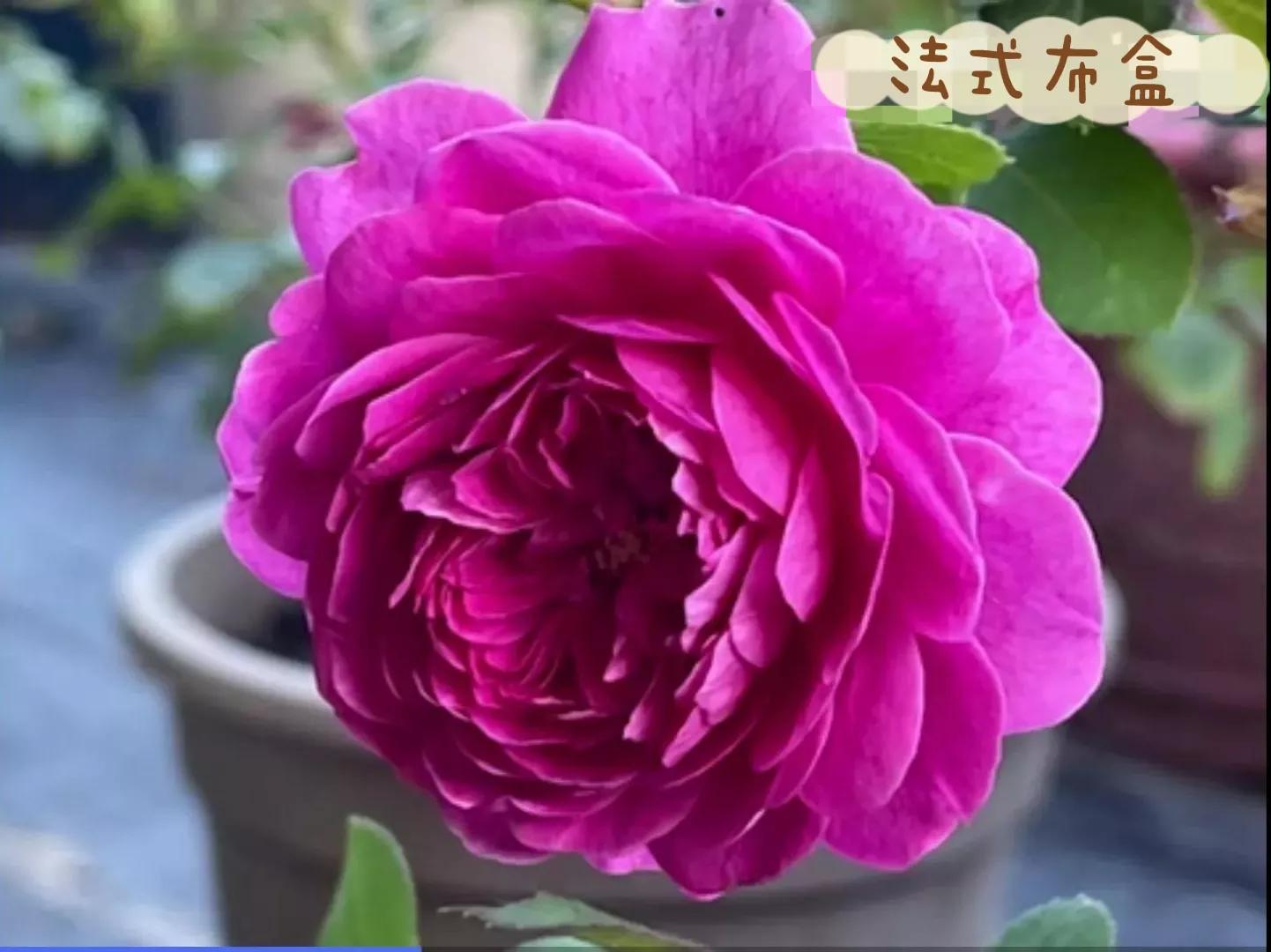 常见切花月季一览（45）