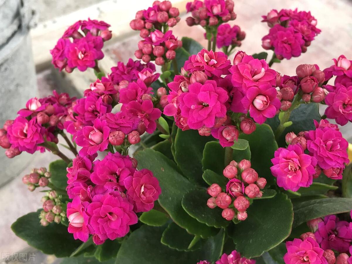 5种花浇不死浇水越多长得越旺,夏天种花早上还是晚上浇水好