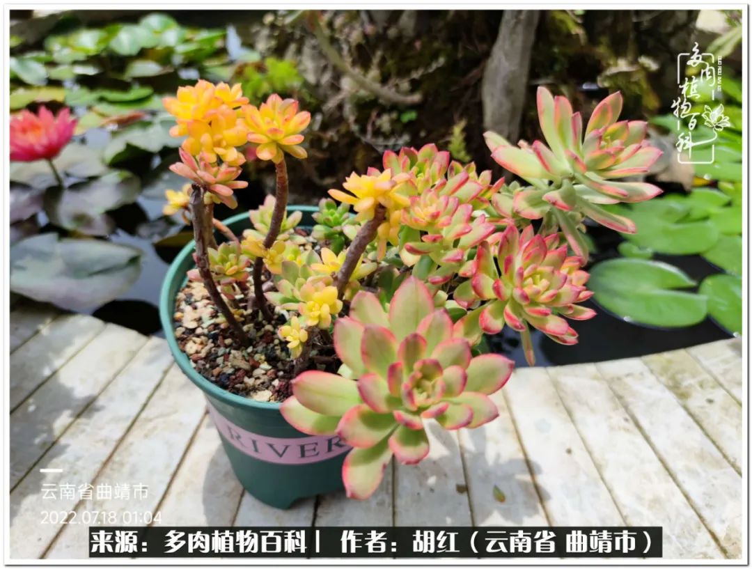 多肉植物里的糖,多肉生活的调味剂