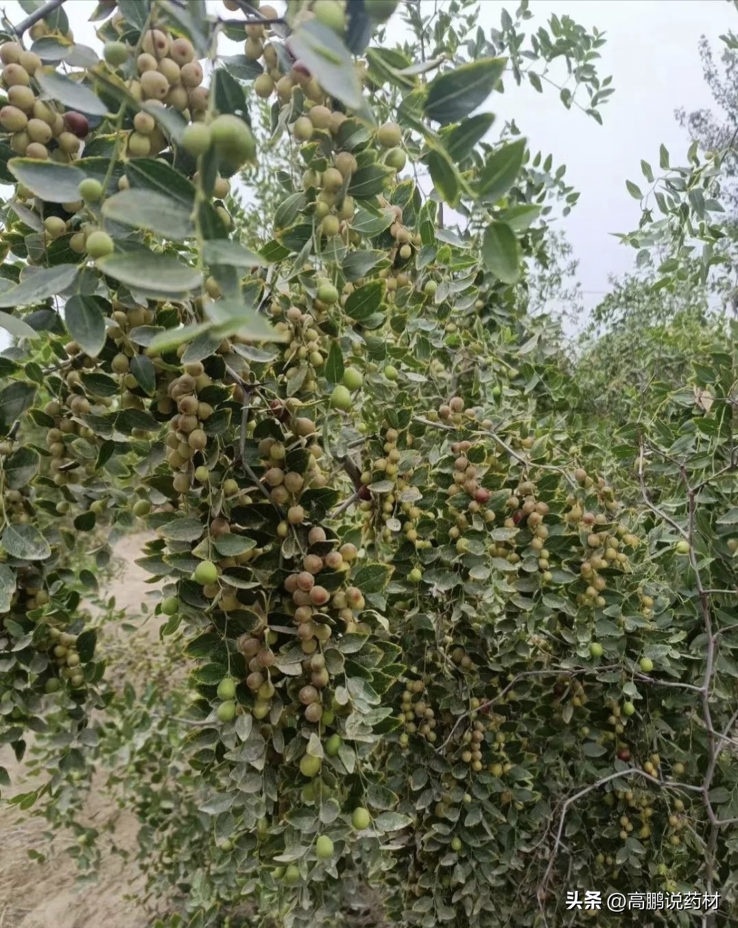 酸枣仁为什么不能大量种植,酸枣仁的种植与前景