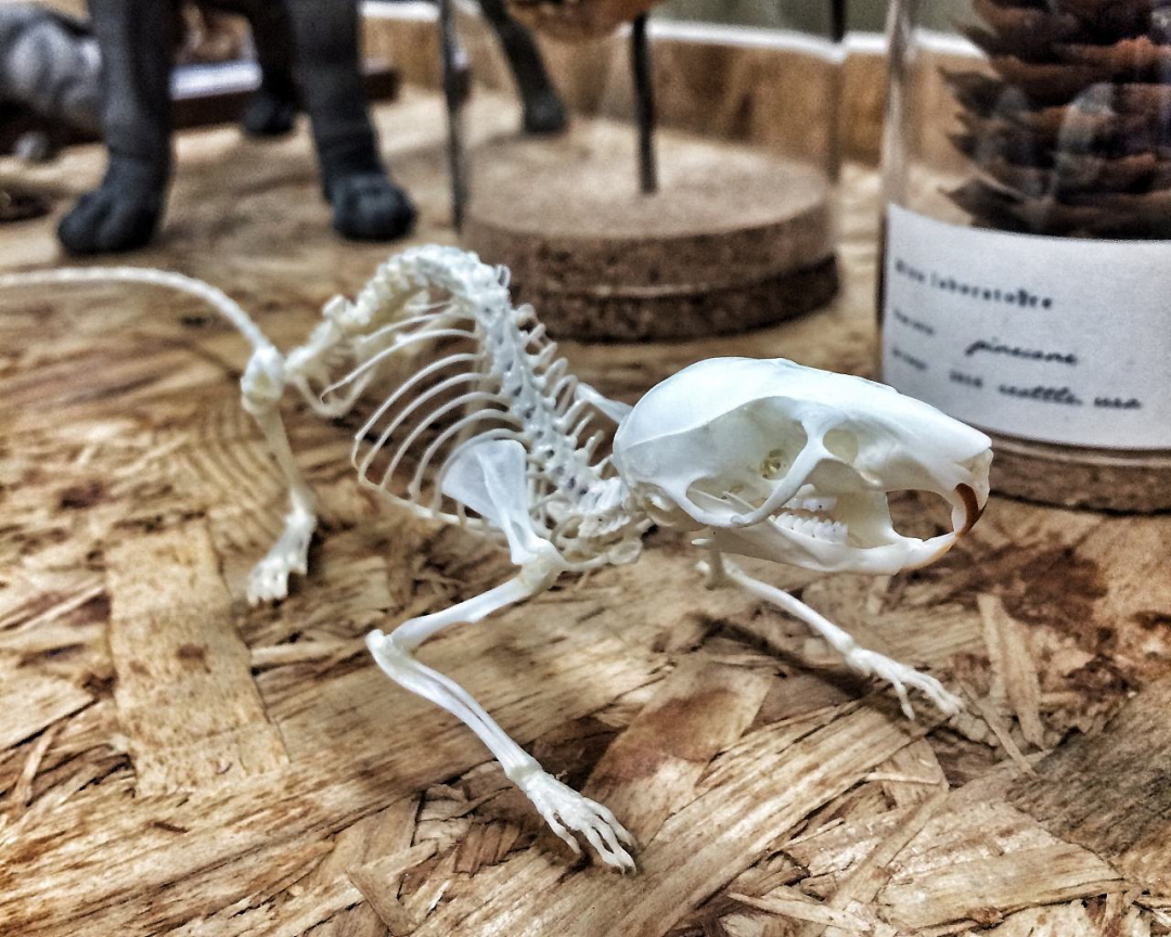 老鼠的报复性有多强,老鼠为什么会遇到威胁咬死同类