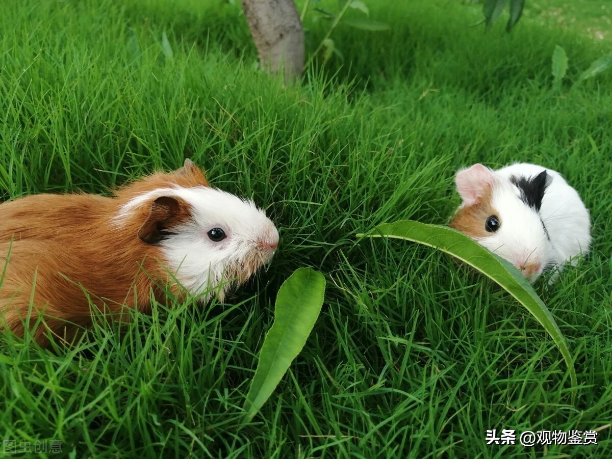 荷兰猪吃荷兰猪吗,荷兰猪很能吃这是为什么